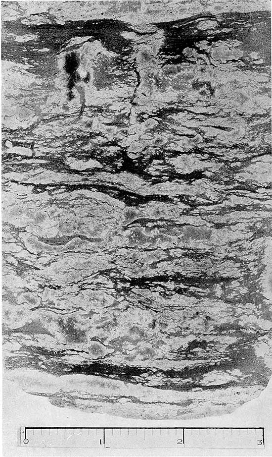 Black and white photo of core from Cowley formation.