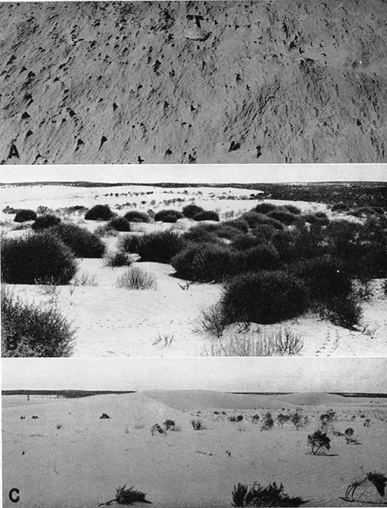 Three black and white photos of dunes; top is detail of wind-etched floor in blowout shown in plate 22C; middle is sand drifts invading field at north end of areal blowout of recent origin 6 miles south and 3.5 miles east of Kendall, September, 1939; bottom is dune ridge of recent origin in same blowout, view looking west.