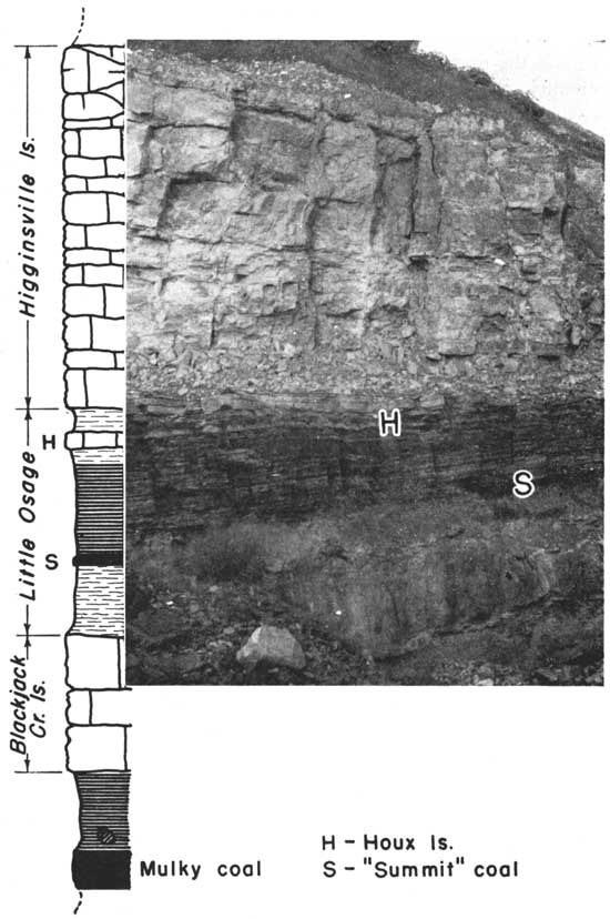 Photo of Fort Scott ls outcrop aligned with drawn section; from top Higginsville ls, Little Osage sh, and Blackjack Creek ls.