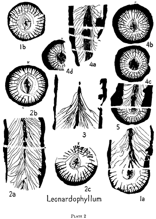 line drawings of specimens