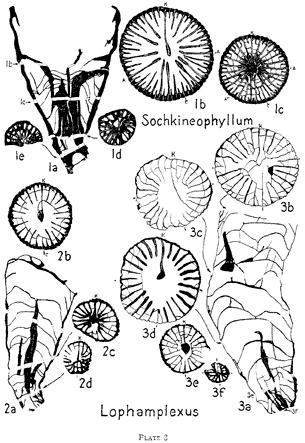 line drawings of specimens