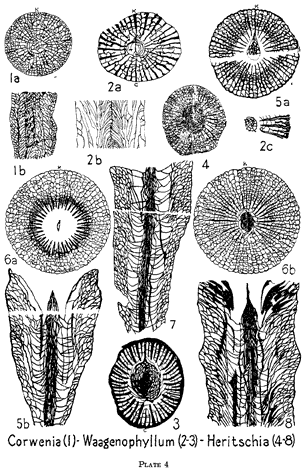 line drawings of specimens