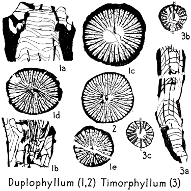 line drawings of specimens