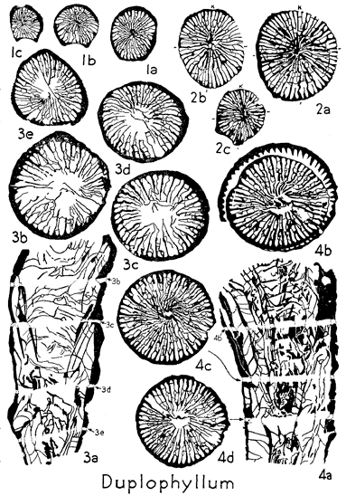 line drawings of specimens