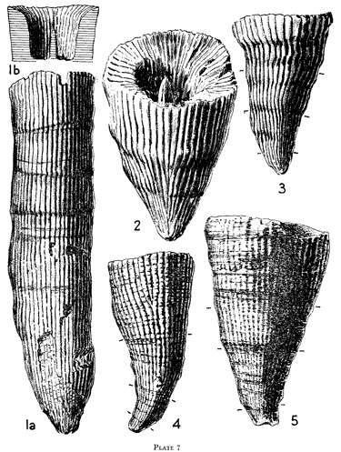 line drawings of specimens