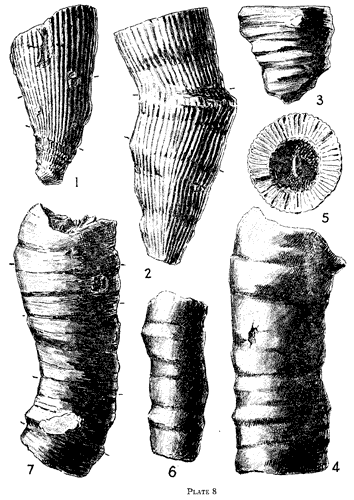 line drawings of specimens