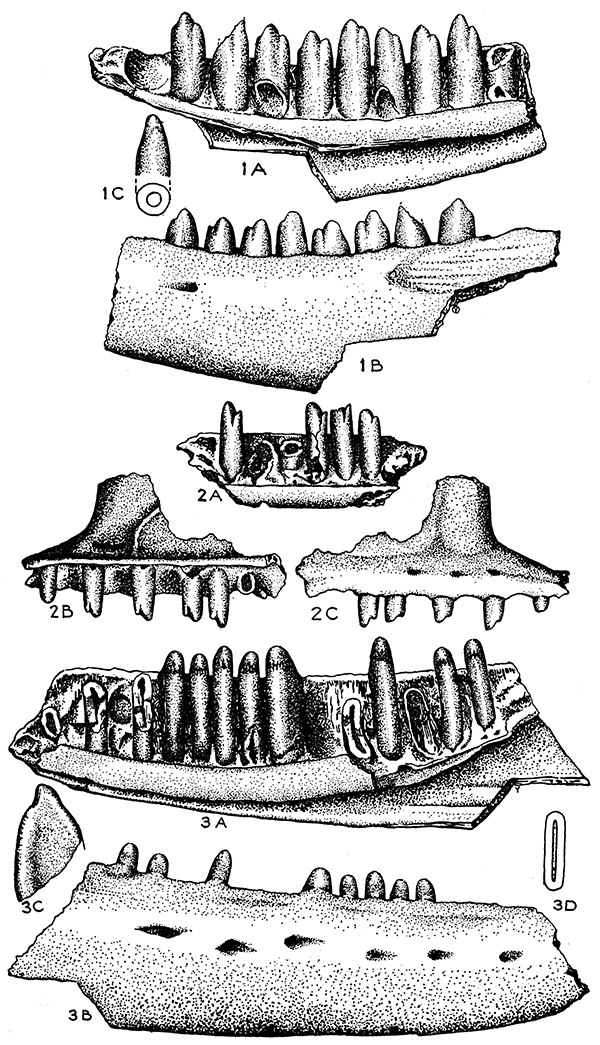 Drawings of fossils, Cnemidophorus bilobatus and Eumeces striatulatus.