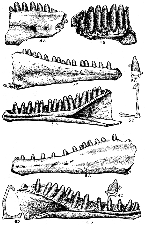Drawings of fossils, Eumeces striatulatus, Eumecoides hibbardi, and Eumecoides mylocoelus.