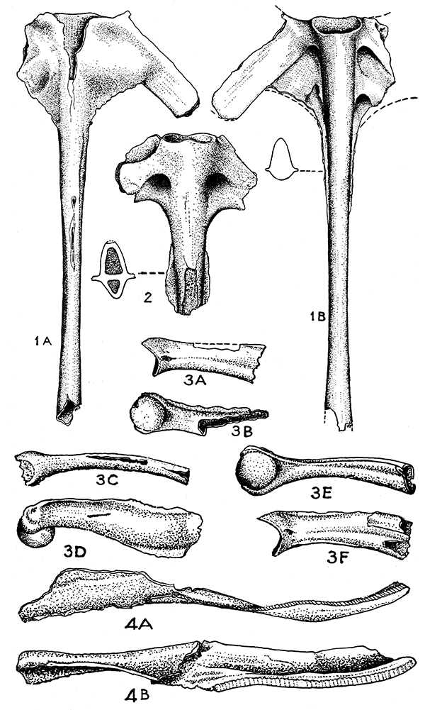 Drawings of fossils, Scaphiopus pliobatrachus, Scaphiopus antiquus, Scaphiopus pliobatrachus, Lanebatrachus martini.