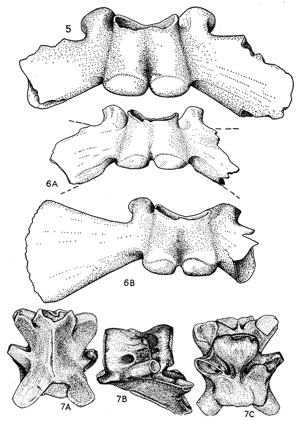 Drawings of fossils, Scaphiopus pliobatrachus, Scaphiopus antiquus, Scaphiopus pliobatrachus, Lanebatrachus martini.