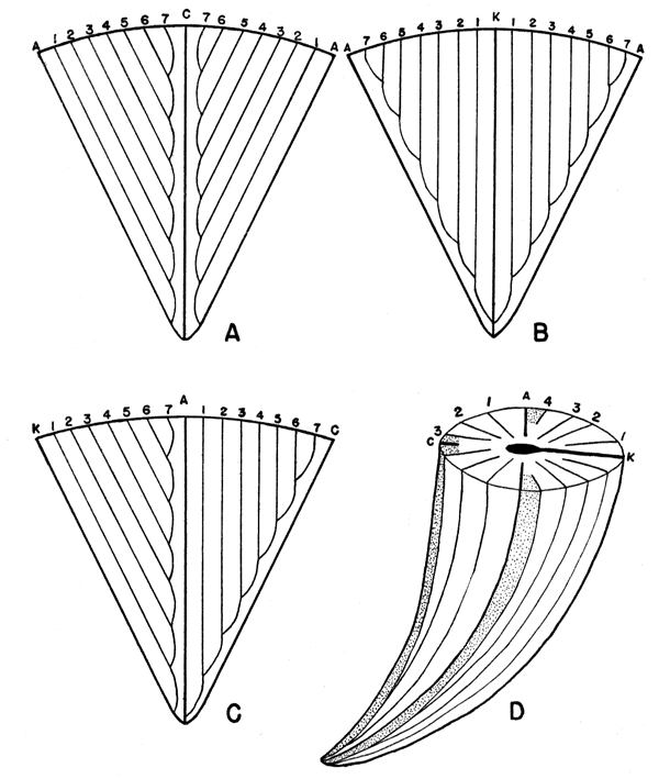 Black and white drawings of four views of rugose coral groove patterns