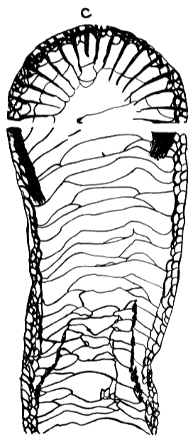 Black and white drawing of coral cross section.