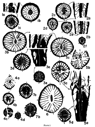 Black and white drawings of cross and transverse sections of 3 Lophopyllidium species