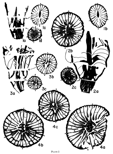 Black and white drawings of cross and transverse sections of 3 Lophopyllidium species