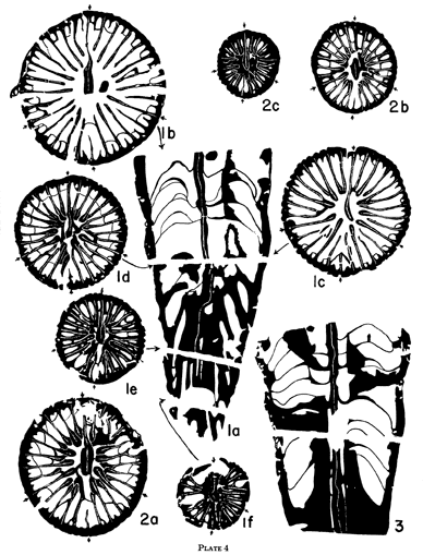 Black and white drawings of cross and transverse sections of one Lophopyllidium species
