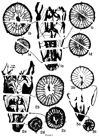 Black and white drawings of cross and transverse sections of Lophopyllidium species
