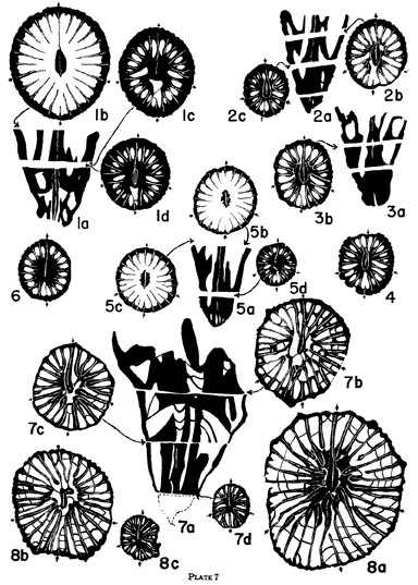 black and white drawings of transverse and cross sections of corals