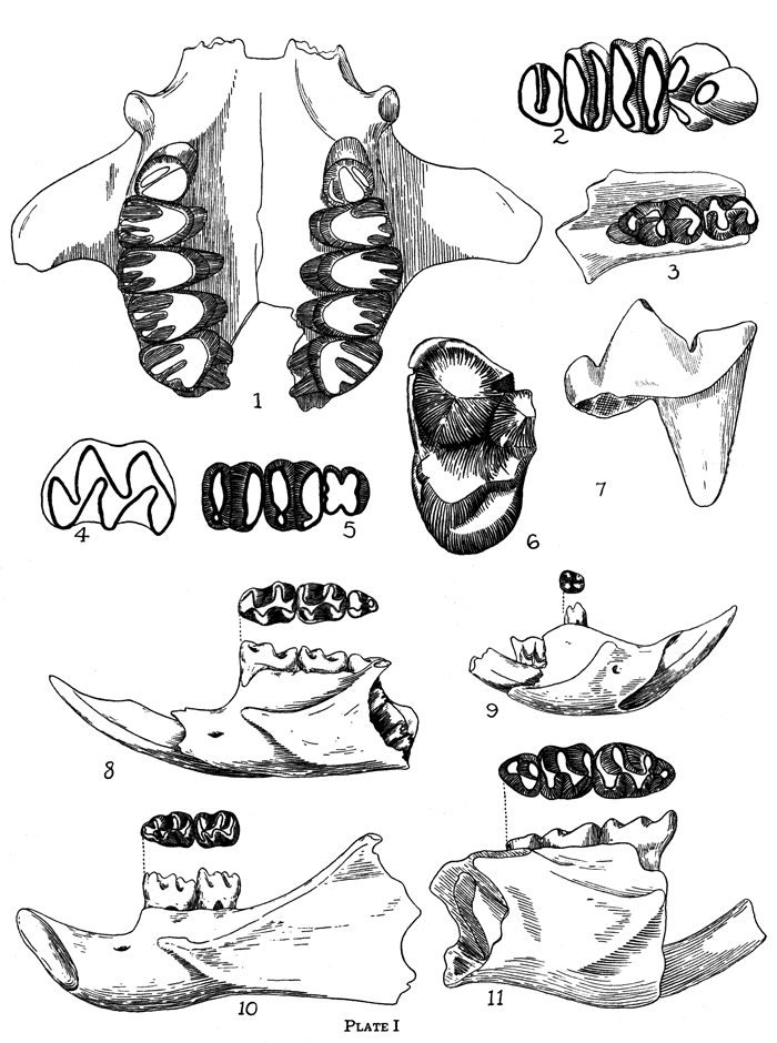 black and white line drawings of fossils described.