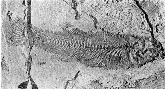 black and white line photo of fossil fish.