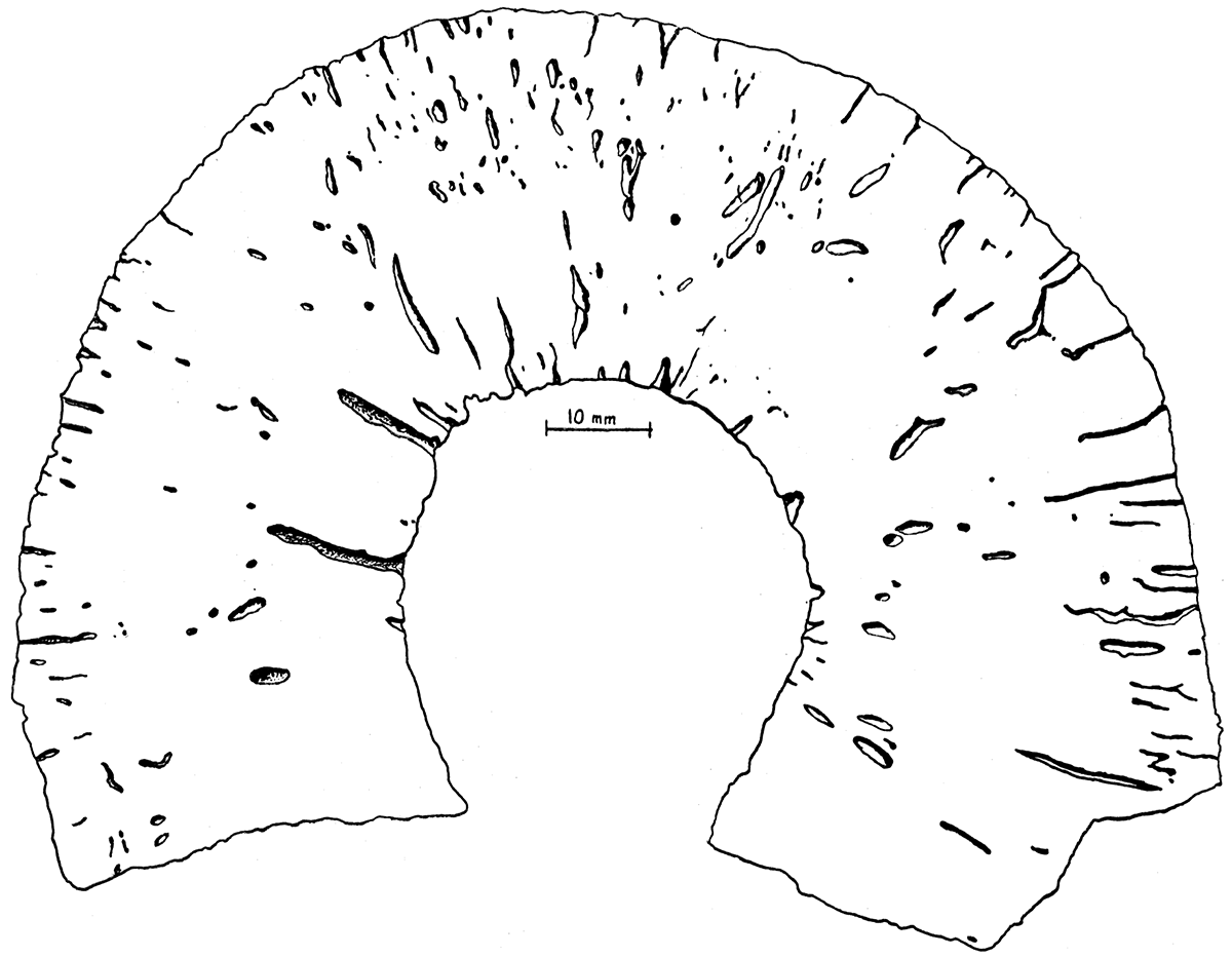 Sketch of part of natural transverse section of type specimen, Heliospongia vokesi, n. sp.