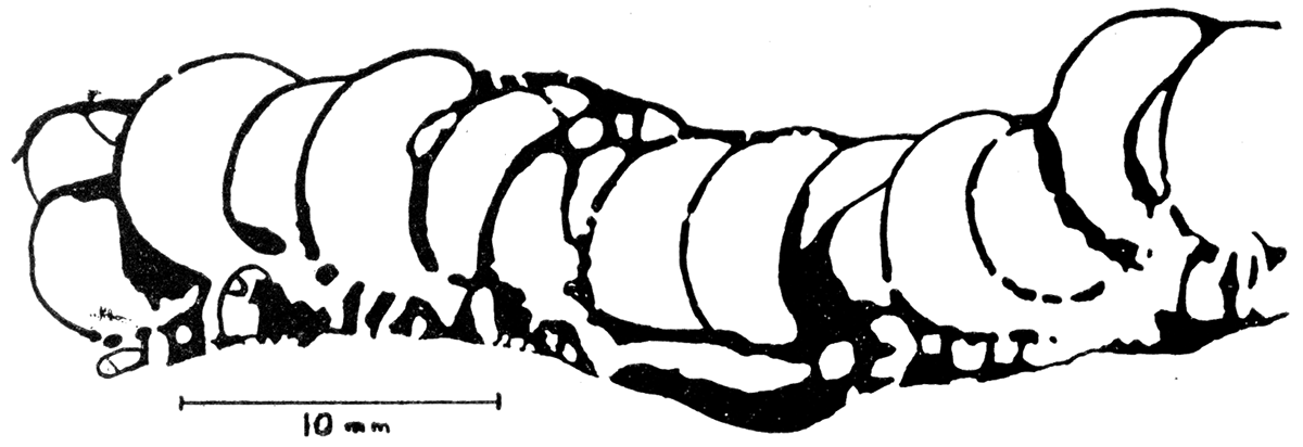 Sketch of part of polished section of a paratype specimen, Polyphymaspongia explanata, n. gen. n. sp.