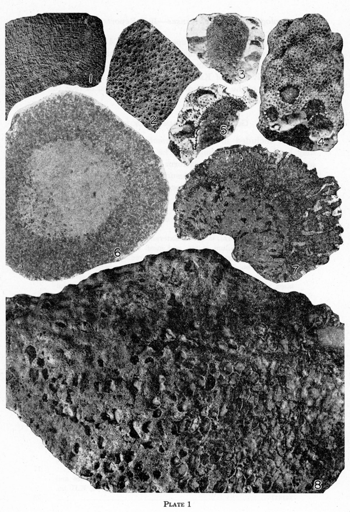 Black and white photos of fossils, Plate 1.