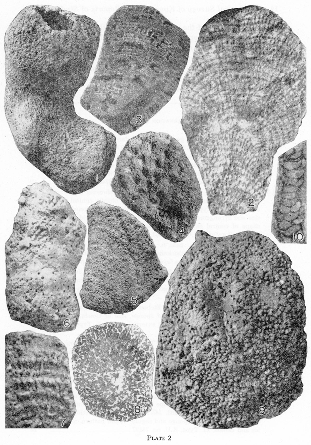 Black and white photos of fossils, Plate 2.