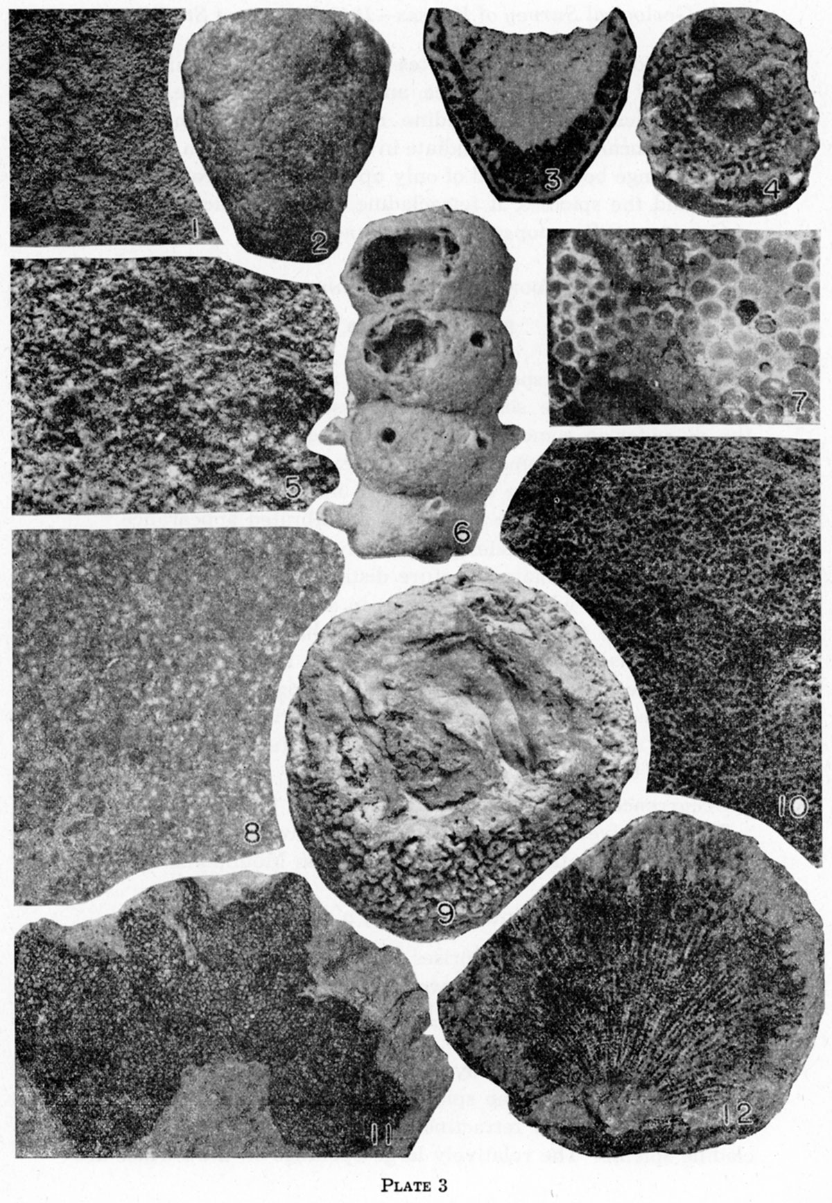 Black and white photos of fossils, Plate 3.