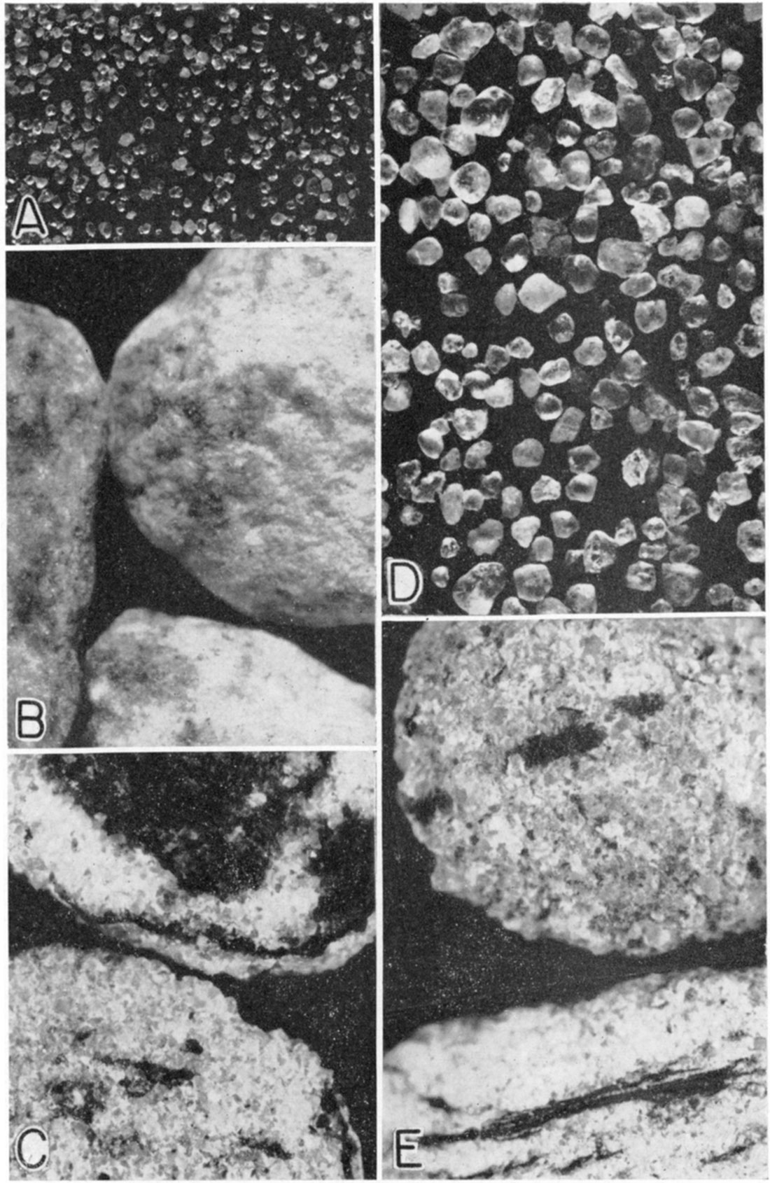 Photomicrographs (X 12) of cable-tool cuttings of wells showing lithologic types represented in the McLouth sand.