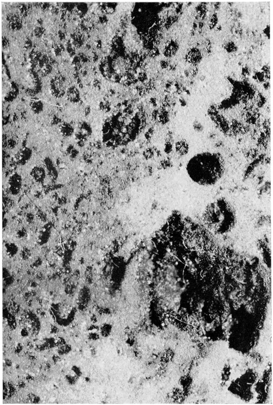 Photograph of core from dolomite yielding oil in undifferentiated Burlington and Keokuk limestones of Mississippian age.