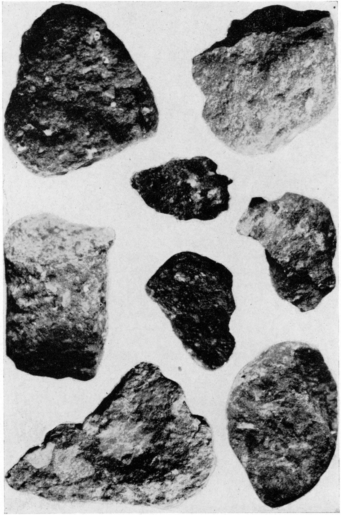 Photomicrographs of cuttings from wells showing clastic character of black shale cave deposits in Mississippian limestones (X 10).