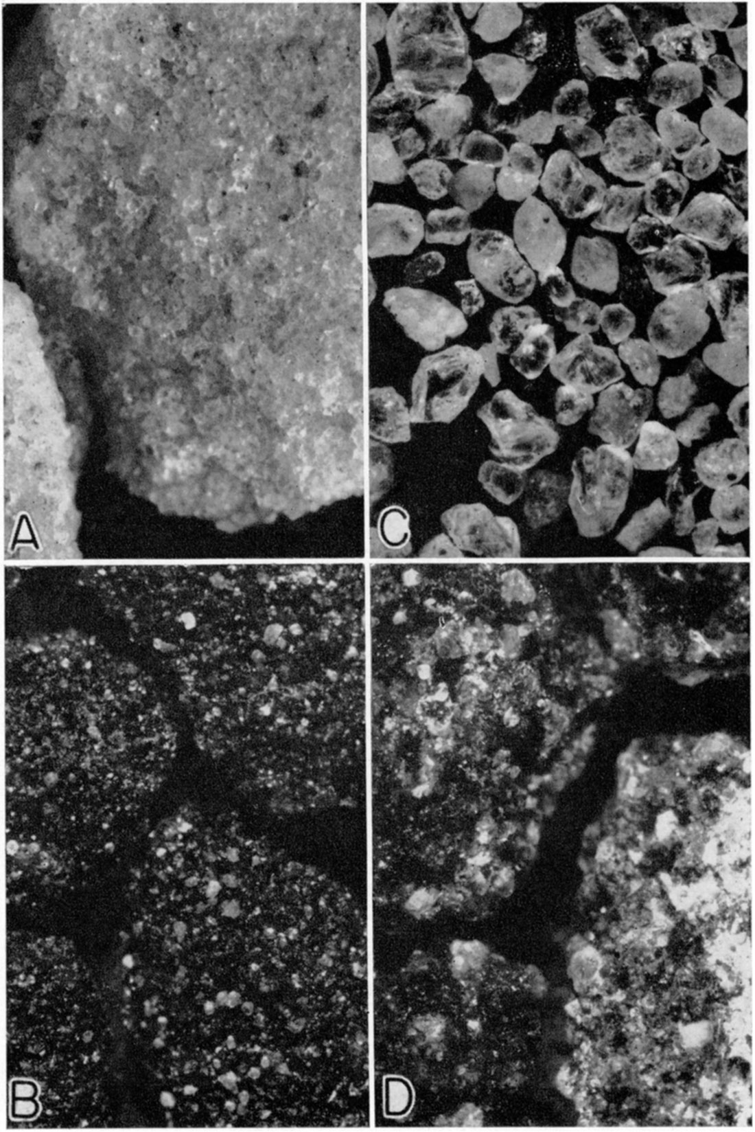 Photomicrographs (X 12) of cable-tool cuttings of wells showing lithologic types represented in the McLouth sand.