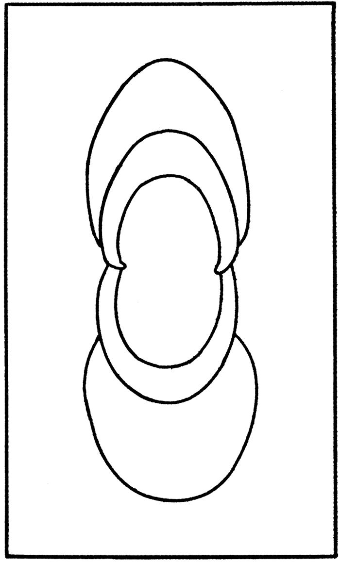 Profile outline of Millerella inflecta, n. sp.