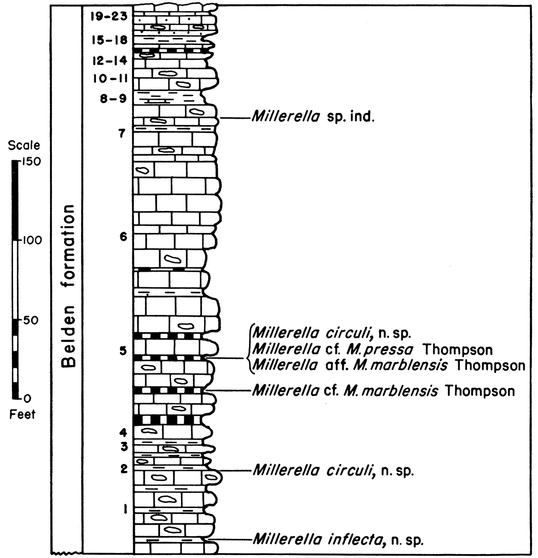 Diagram and fusulinid faunas of the Belden formation, Section P-9, Sheep Mountain Canyon.