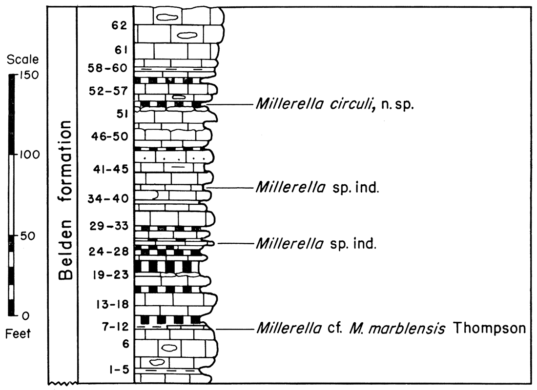 Diagram and fusulinid faunas of the Belden formation, Section P-10, Split Mountain Canyon.