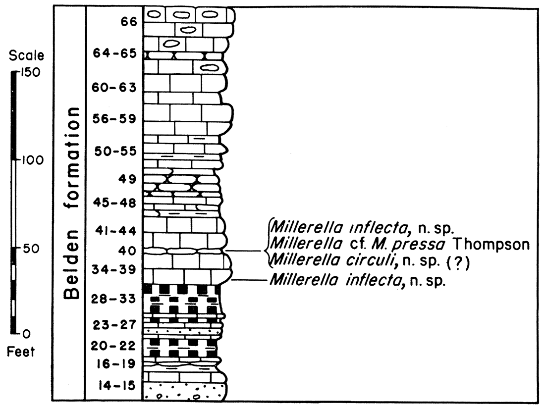 Diagram and fusulinid faunas of the Belden formation, Section P-13. Juniper Mountain Canyon.