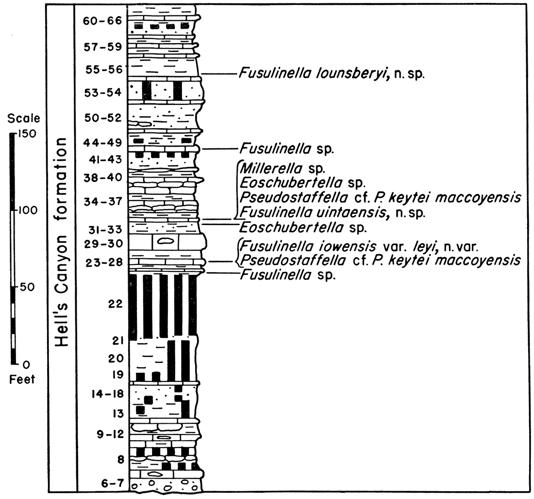 Diagram and fusulinid faunas of the Hell's Canyon formation, Section P-17, Hell's Canyon.