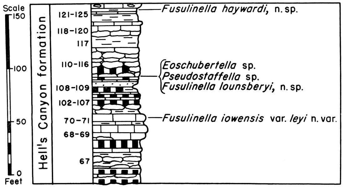 Diagram and fusulinid faunas of the Hell's Canyon formation, Section P-13, Juniper Mountain Canyon.