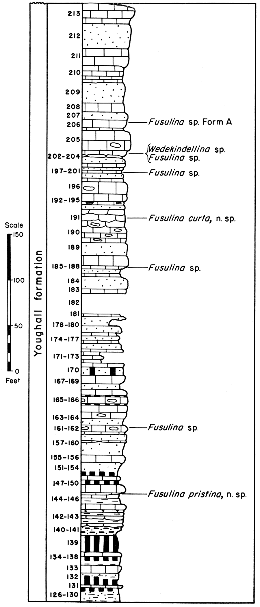 Diagram and fusulinid faunas of the Youghall formation, Section P-13, Juniper Mountain Canyon.
