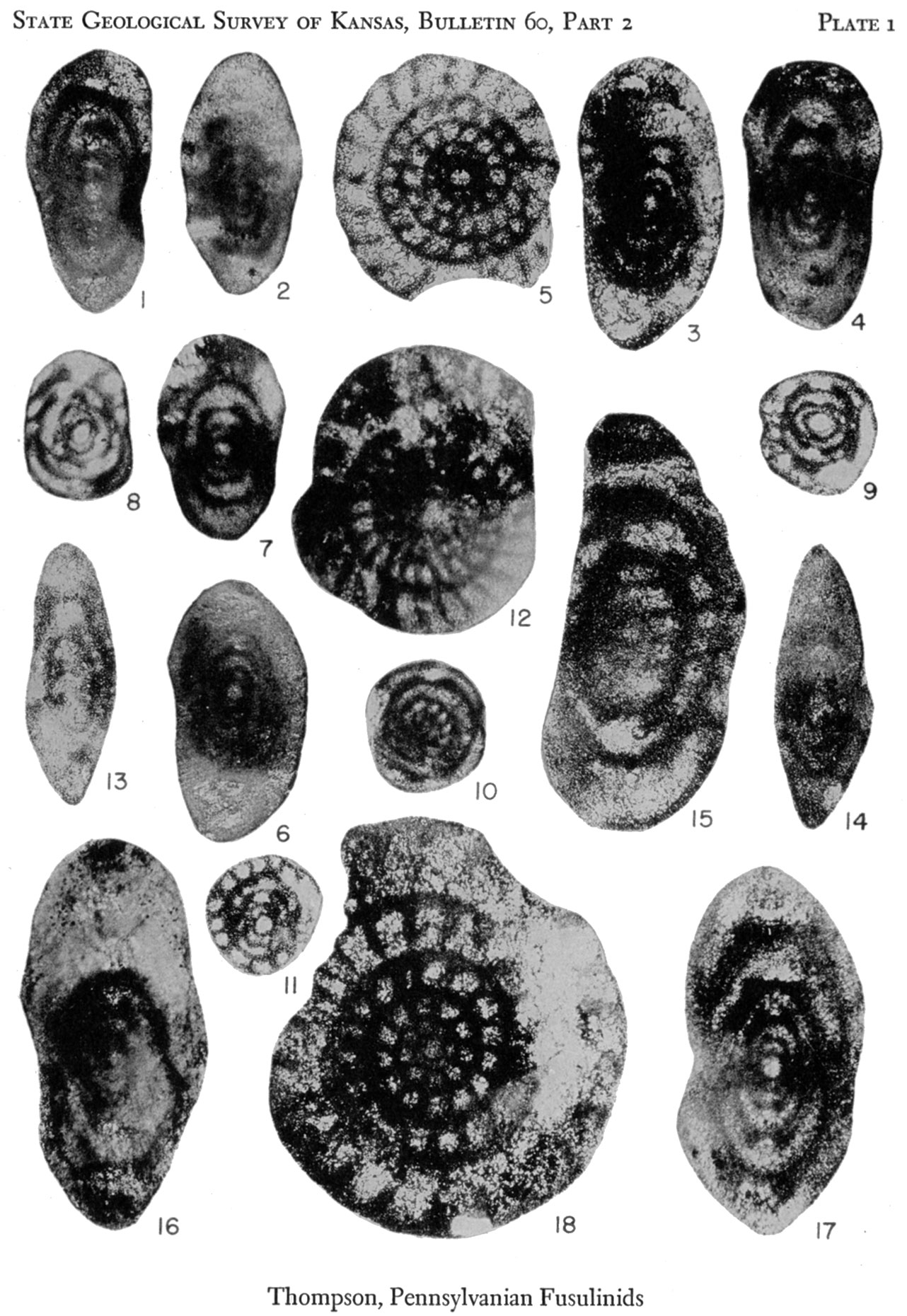 Plate 1, Pennsylvanian Rocks and Fusulinids.