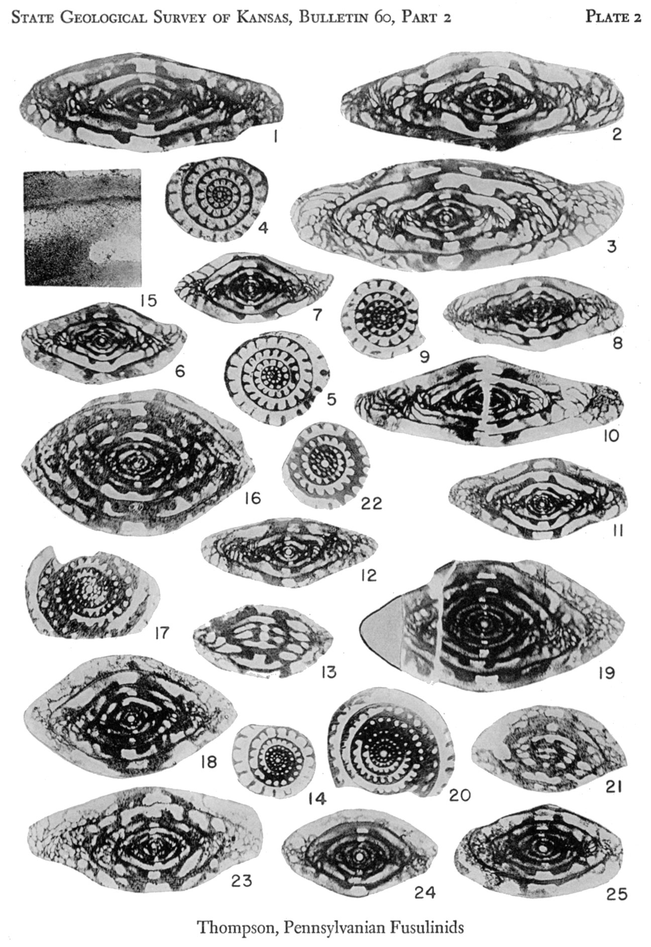 Plate 2, Pennsylvanian Rocks and Fusulinids.