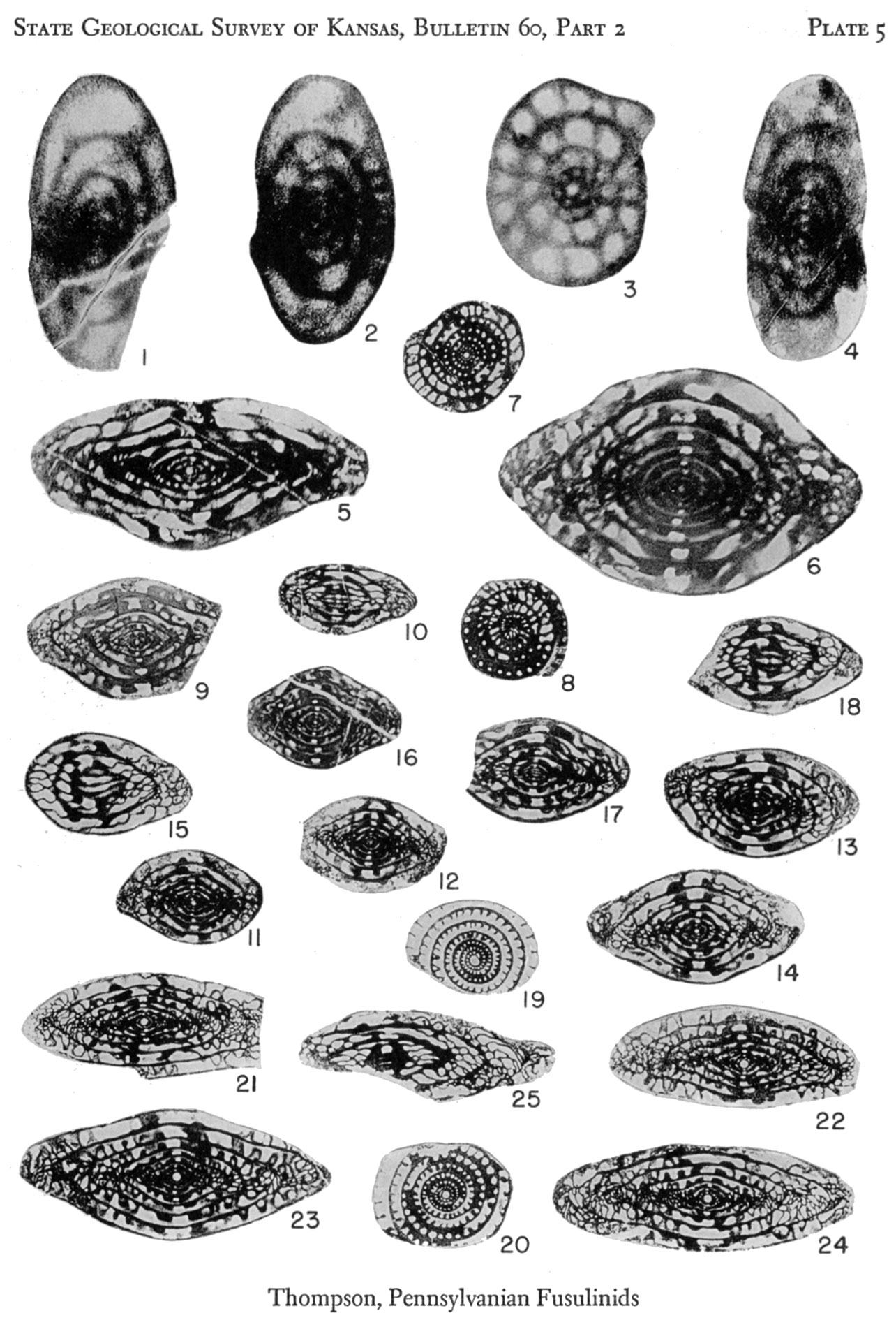 Plate 5, Pennsylvanian Rocks and Fusulinids.