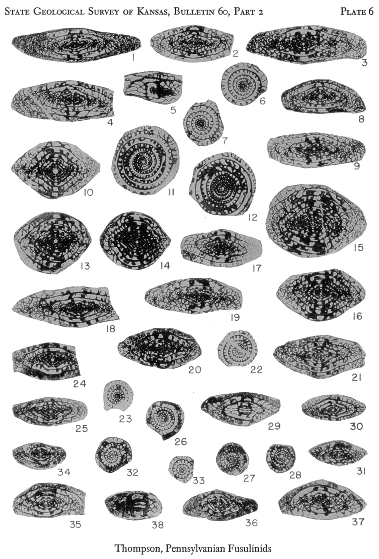 Plate 6, Pennsylvanian Rocks and Fusulinids.