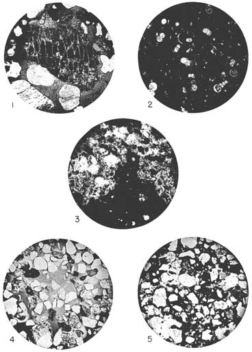 Five black and white photomicrographs