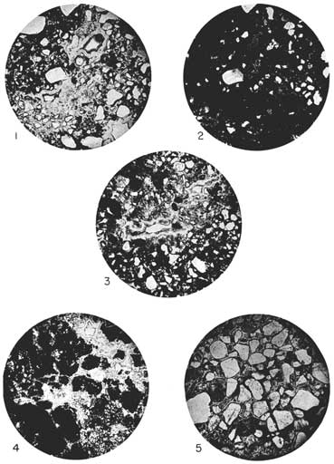 Five black and white photomicrographs