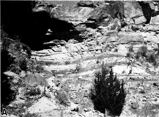 Black and white photo of sandstone, small red cedar at base, horizontal beds seen in lower section.