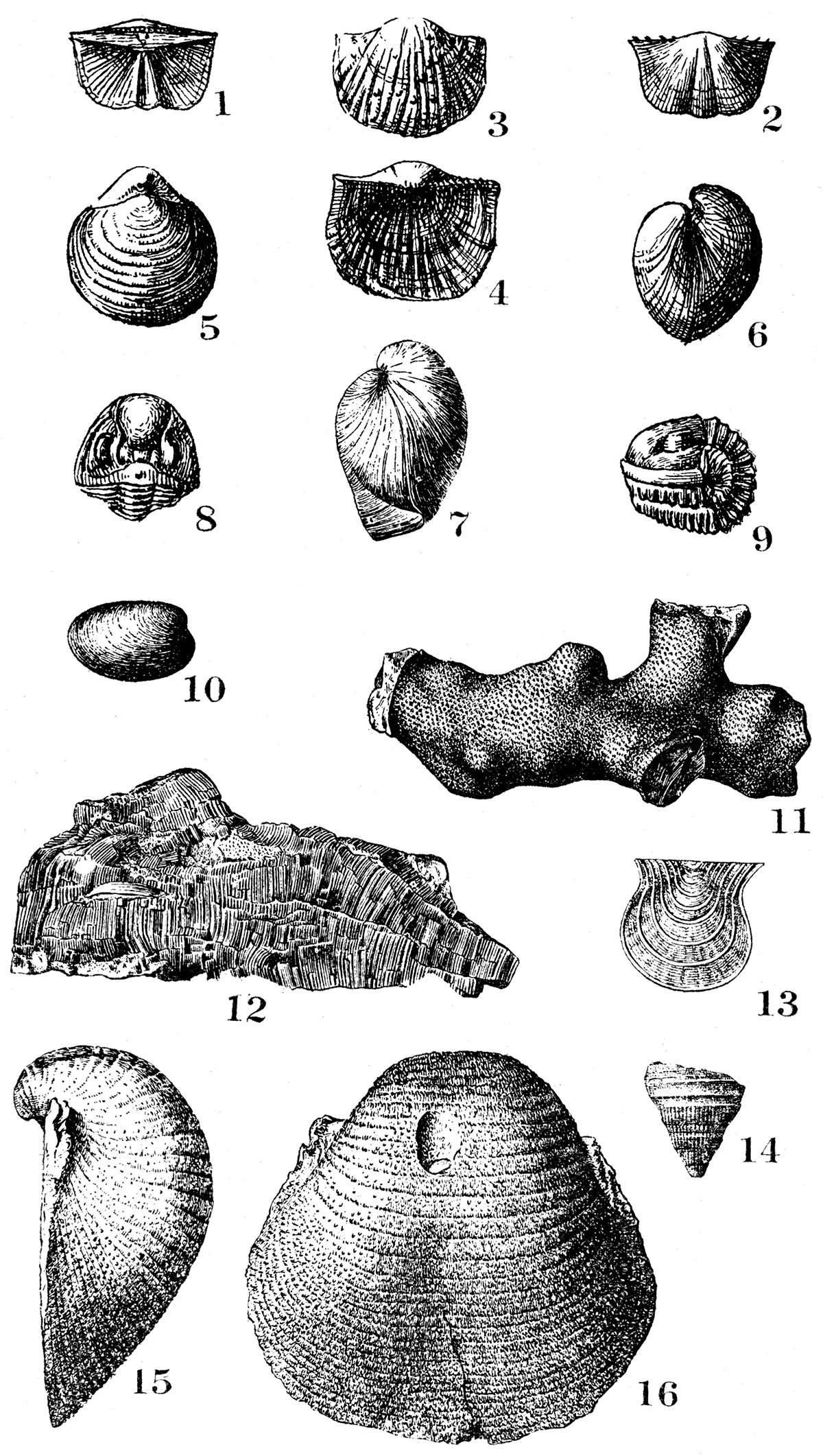 Typical fossils of the Cherokee and Marmaton formations.