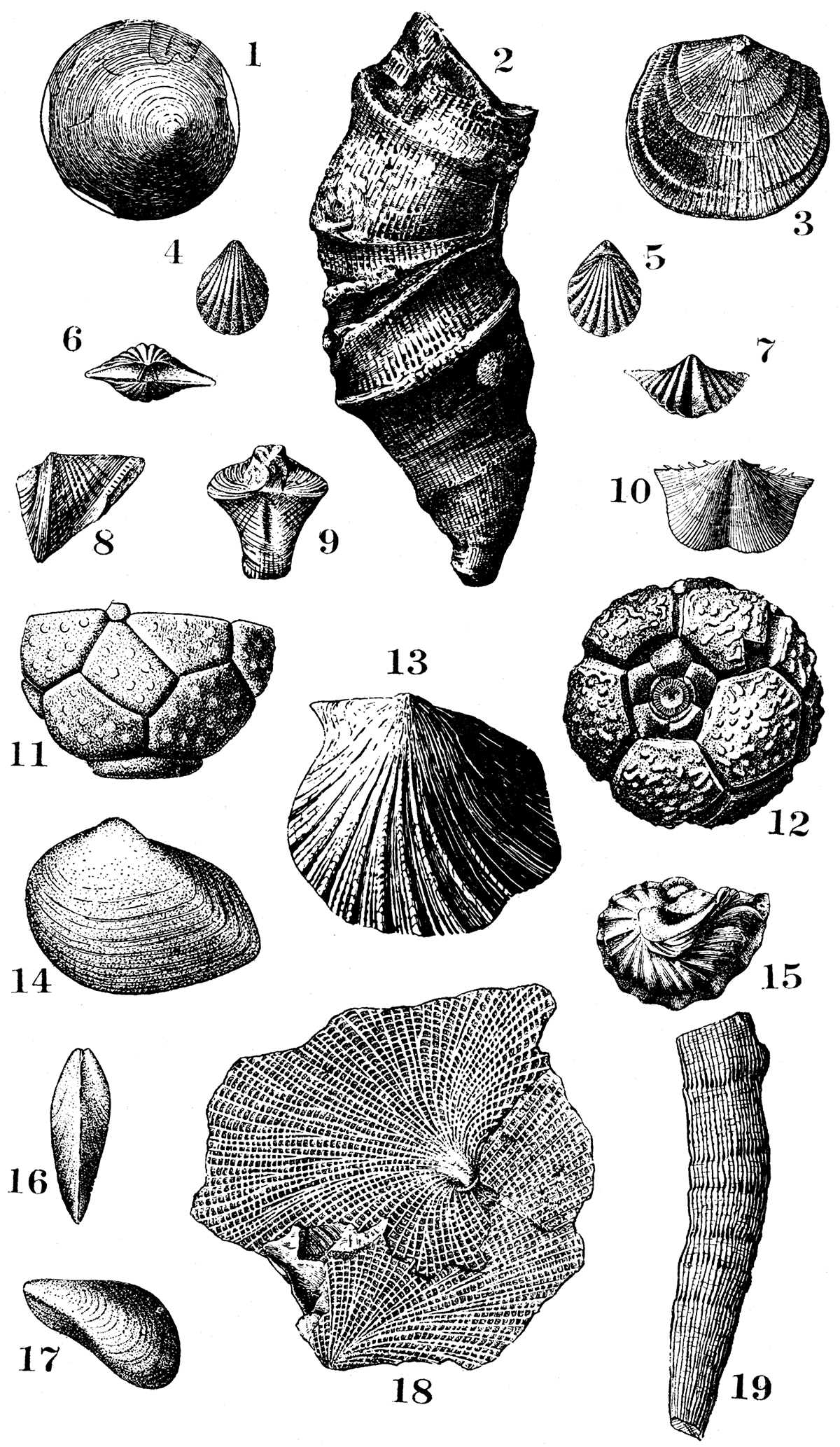 Typical fossils of the Kansas City formation.