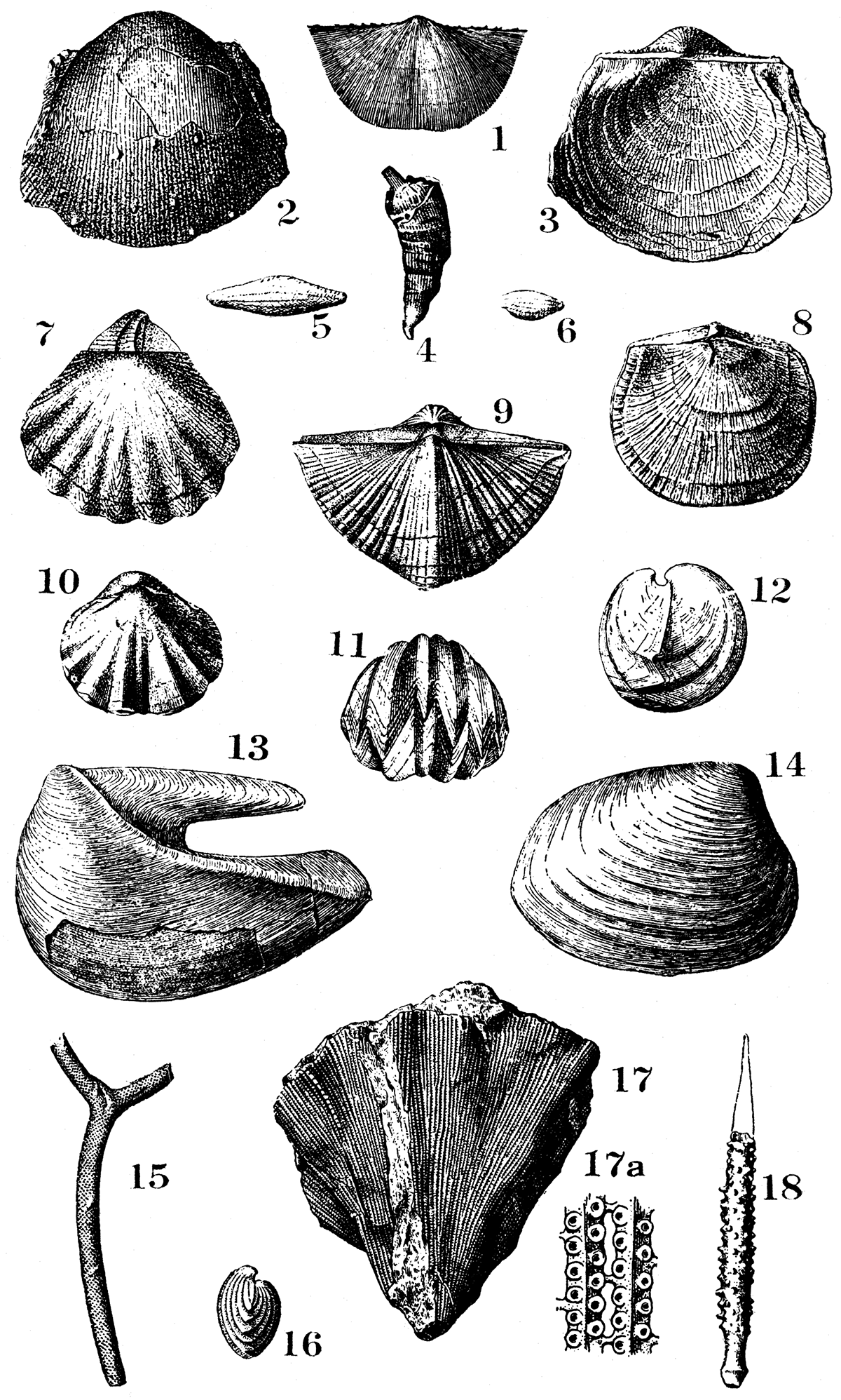 Typical fossils of the Lansing, Douglas, Shawnee and Wabaunsee formations.