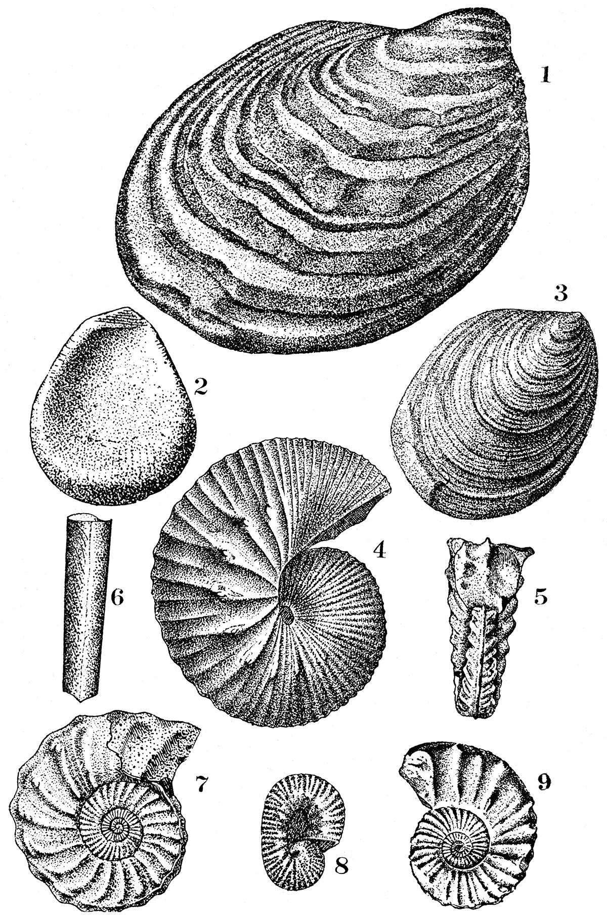 Typical fossils from the Cretaceous.